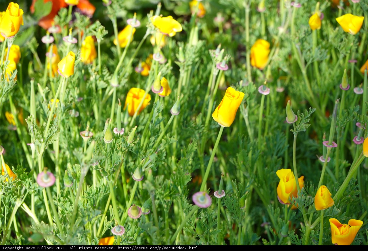 A Majestic Field of Yellow and Purple Flowers