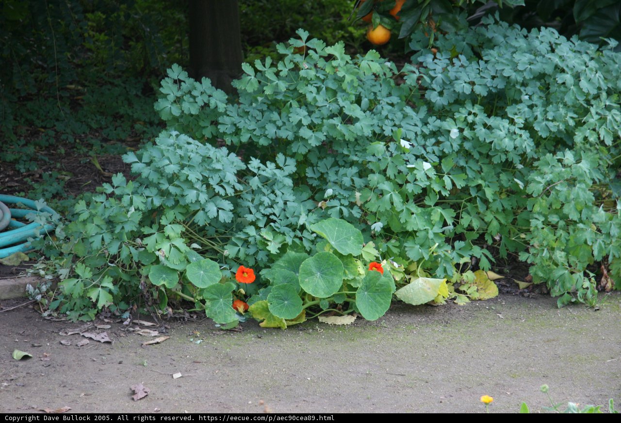 A Gorgeous Garden Full of Foliage and Flowers