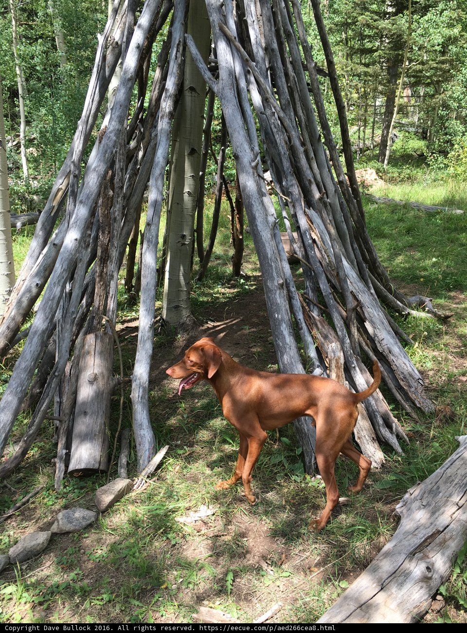 Canine Oasis