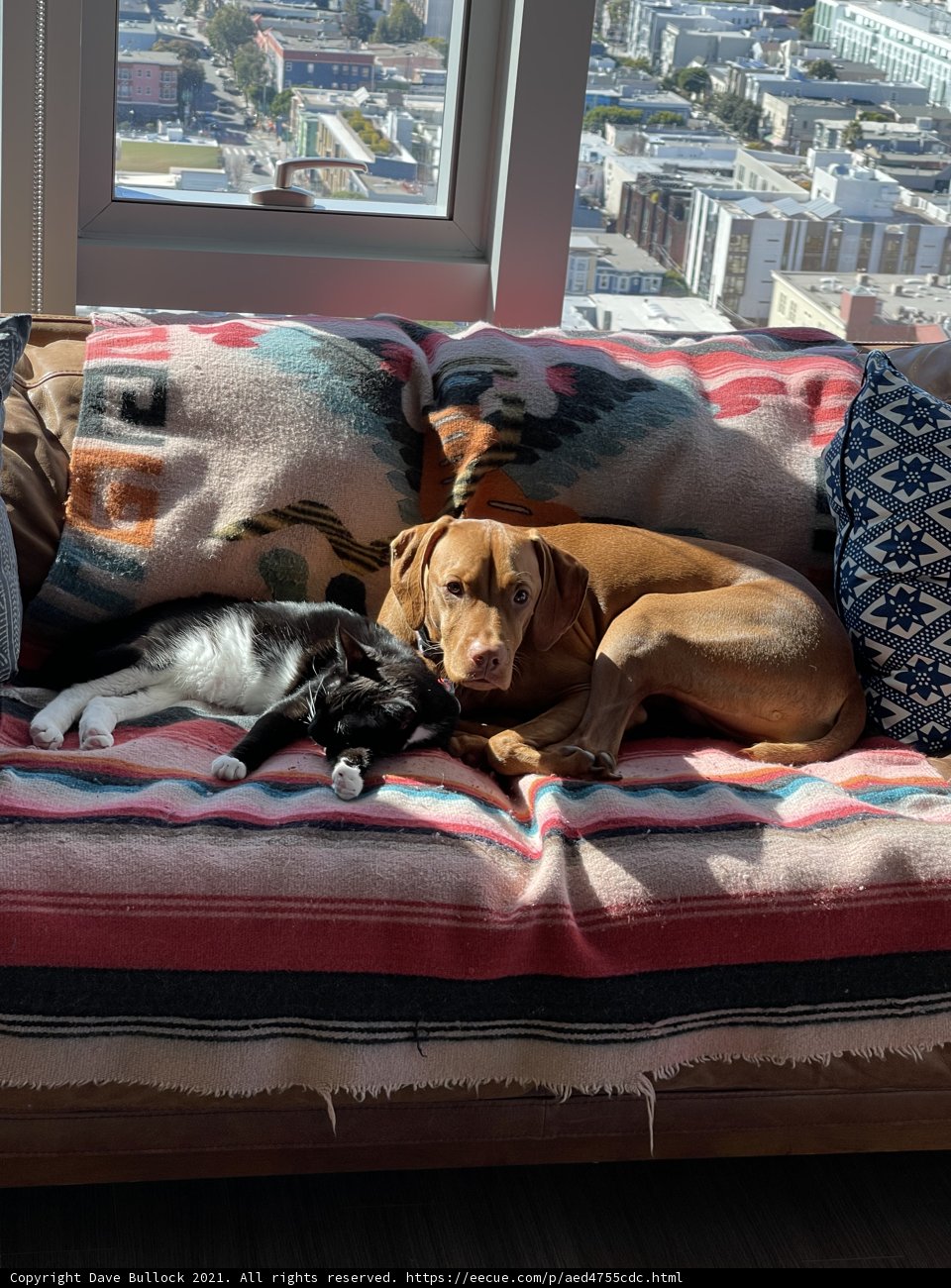 Cozy Companions