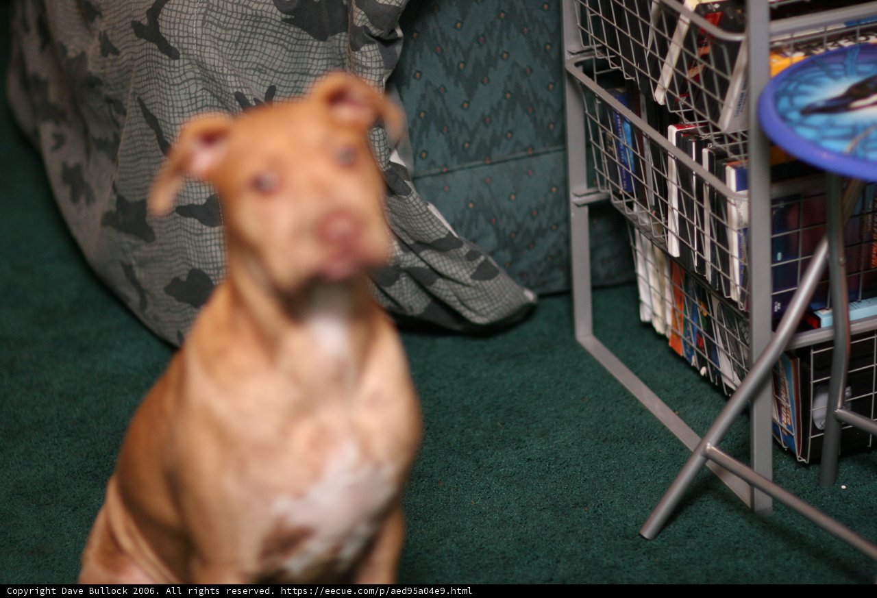 The Canine Companion