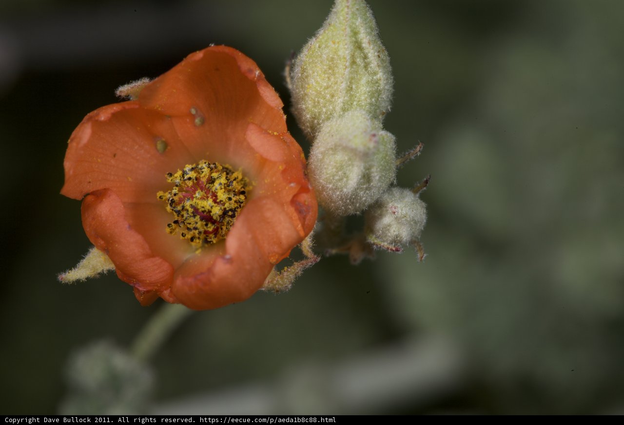 Splendid Orange Blossom