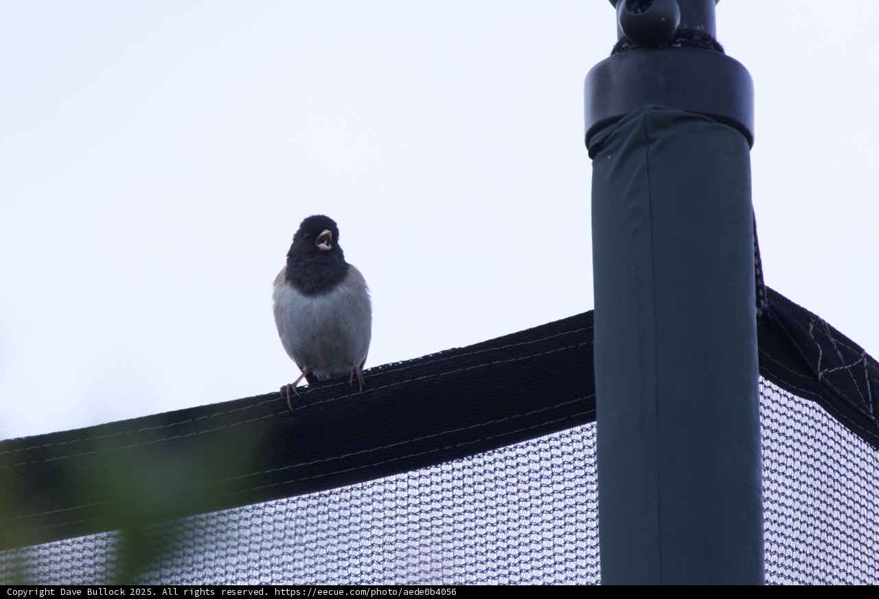 Serenade from the Perch