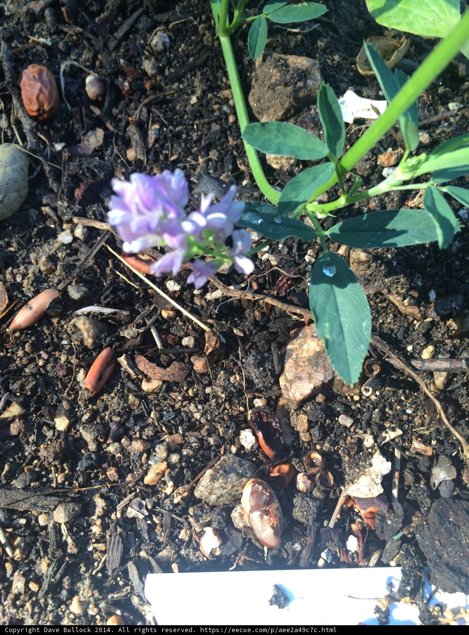 Purple Flower in the Garden