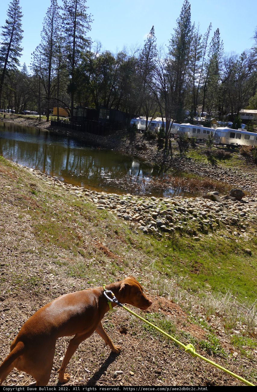 A Canine's Walk in the Sierra National Forest