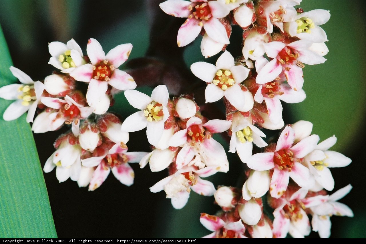 Blossoming Pink and White Flowers