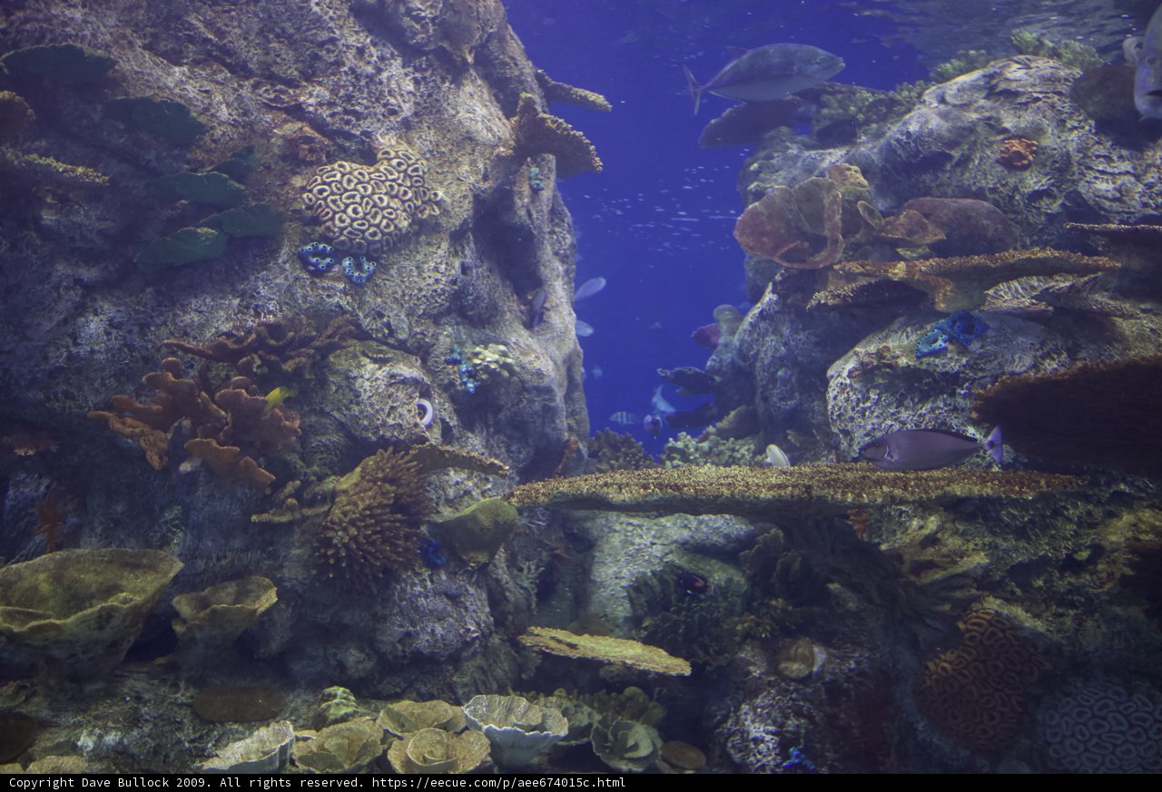 Rock Beauty in a Sea of Fish