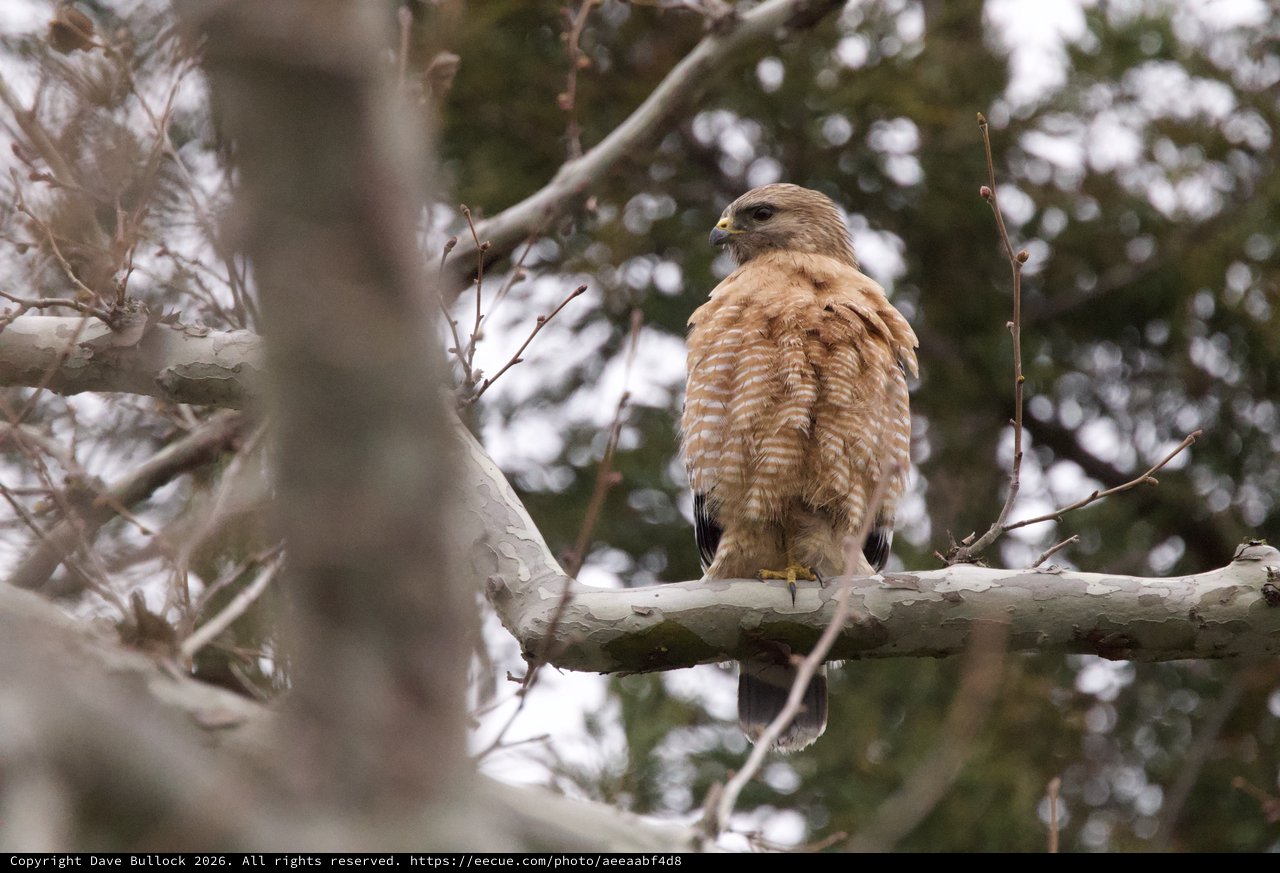 Red-Shouldered Hawk Perched on Winter Branch