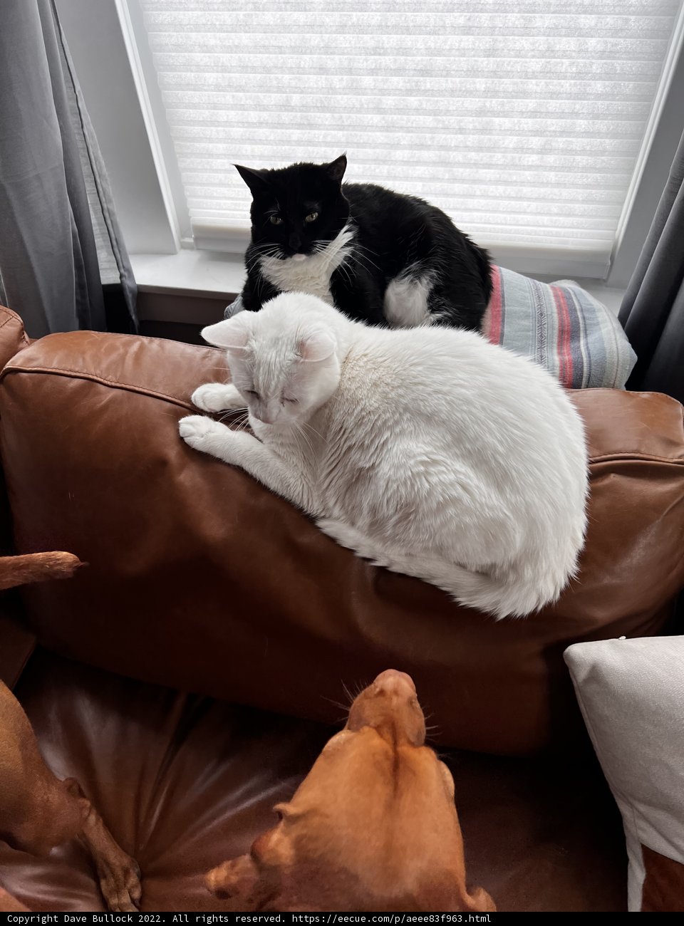 Furry Friends on the Cozy Couch