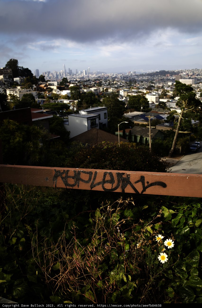 Urban Bloom: Graffiti and Gardens Intertwined