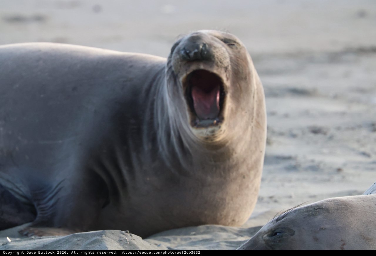 Young Elephant Seal Vocalizing at Drakes Beach