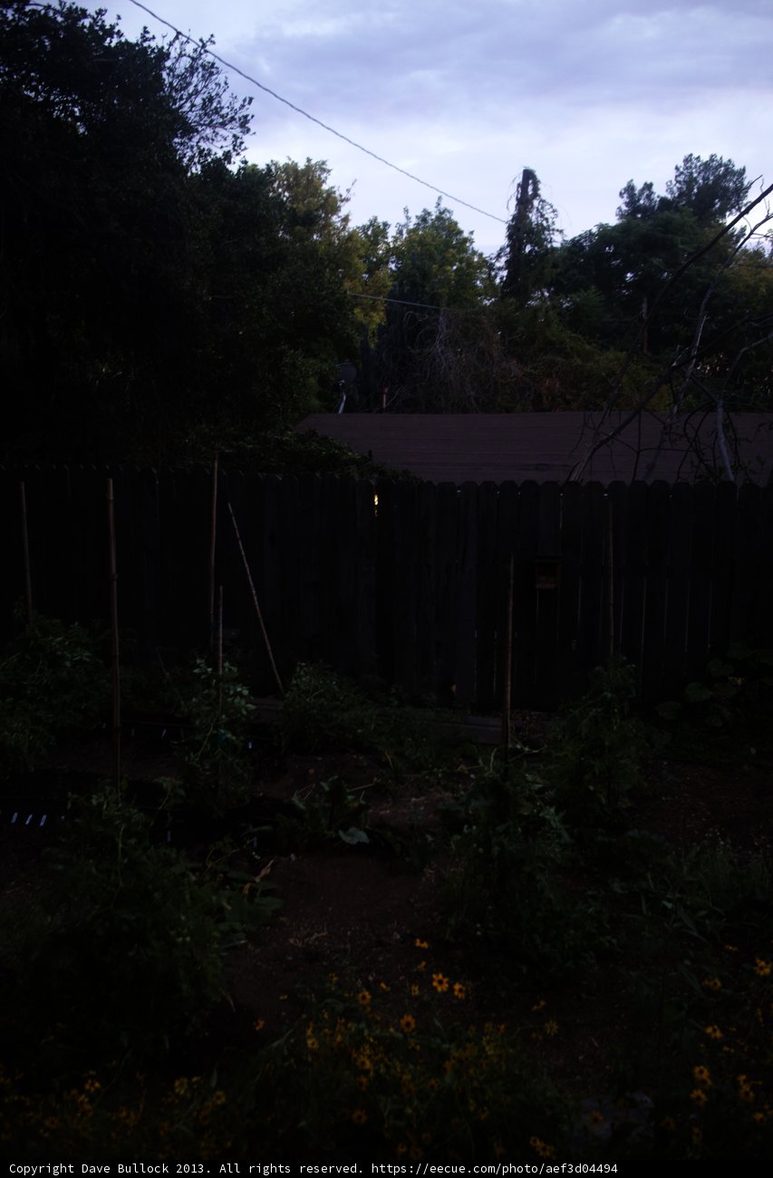 Backyard Nature
