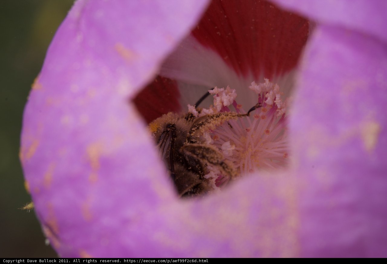 Busy Bee in a Purple Geranium