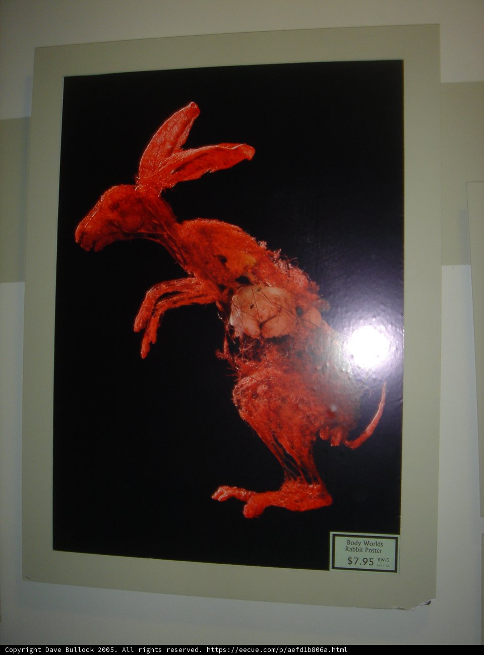 Red Rabbit in Frame