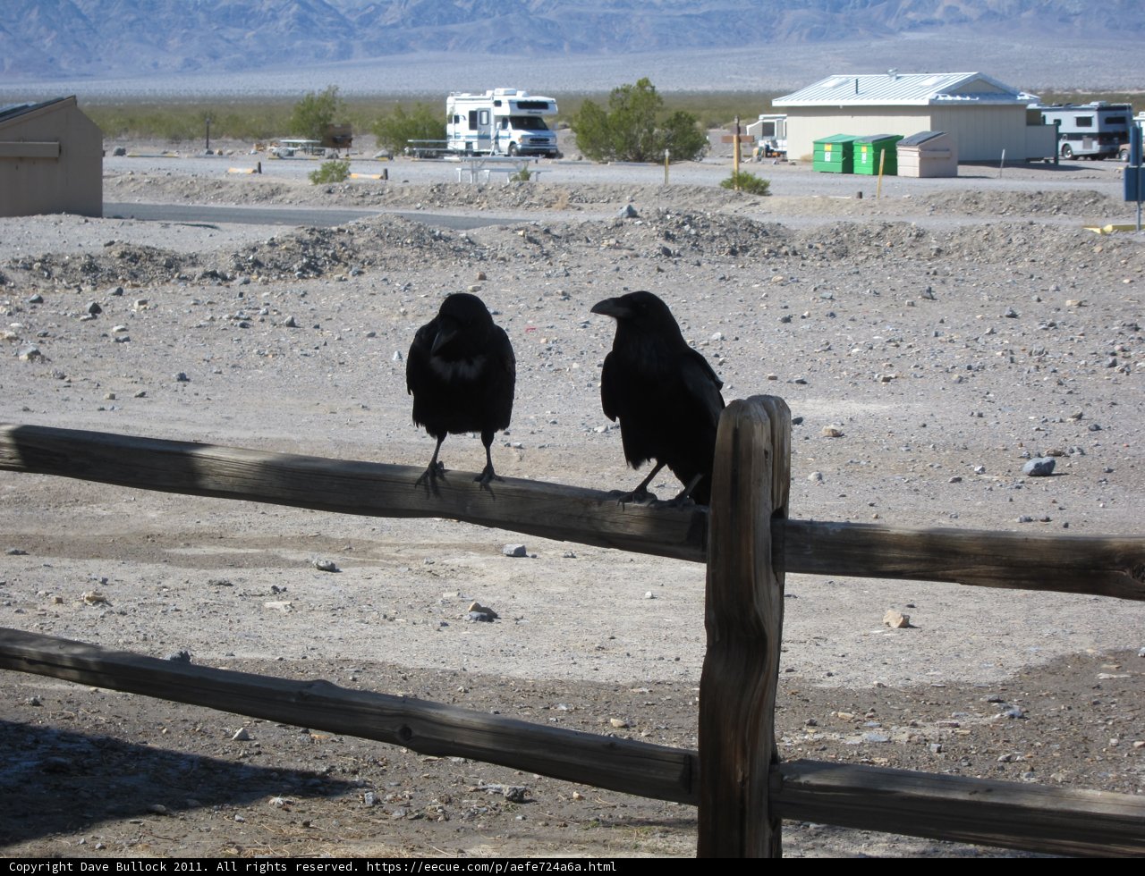 Feathered Fence-Sitters