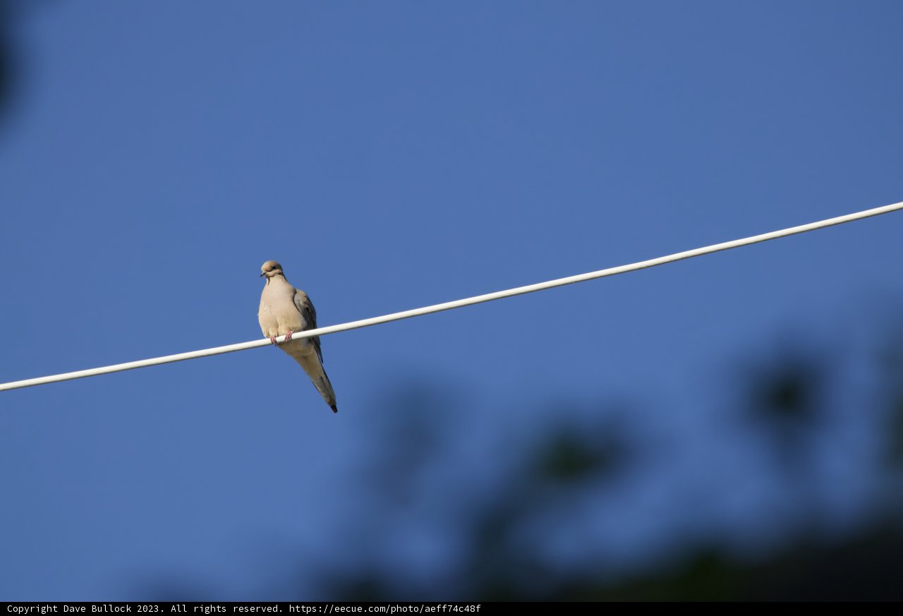 Feathered Sentinel of El Sereno