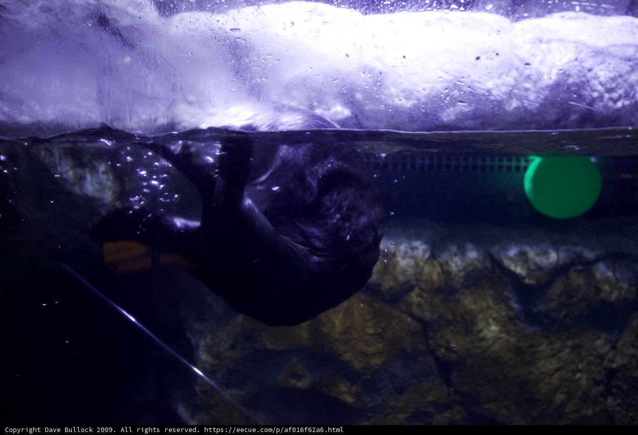 A Black Bear Makes a Splash in the Aquarium