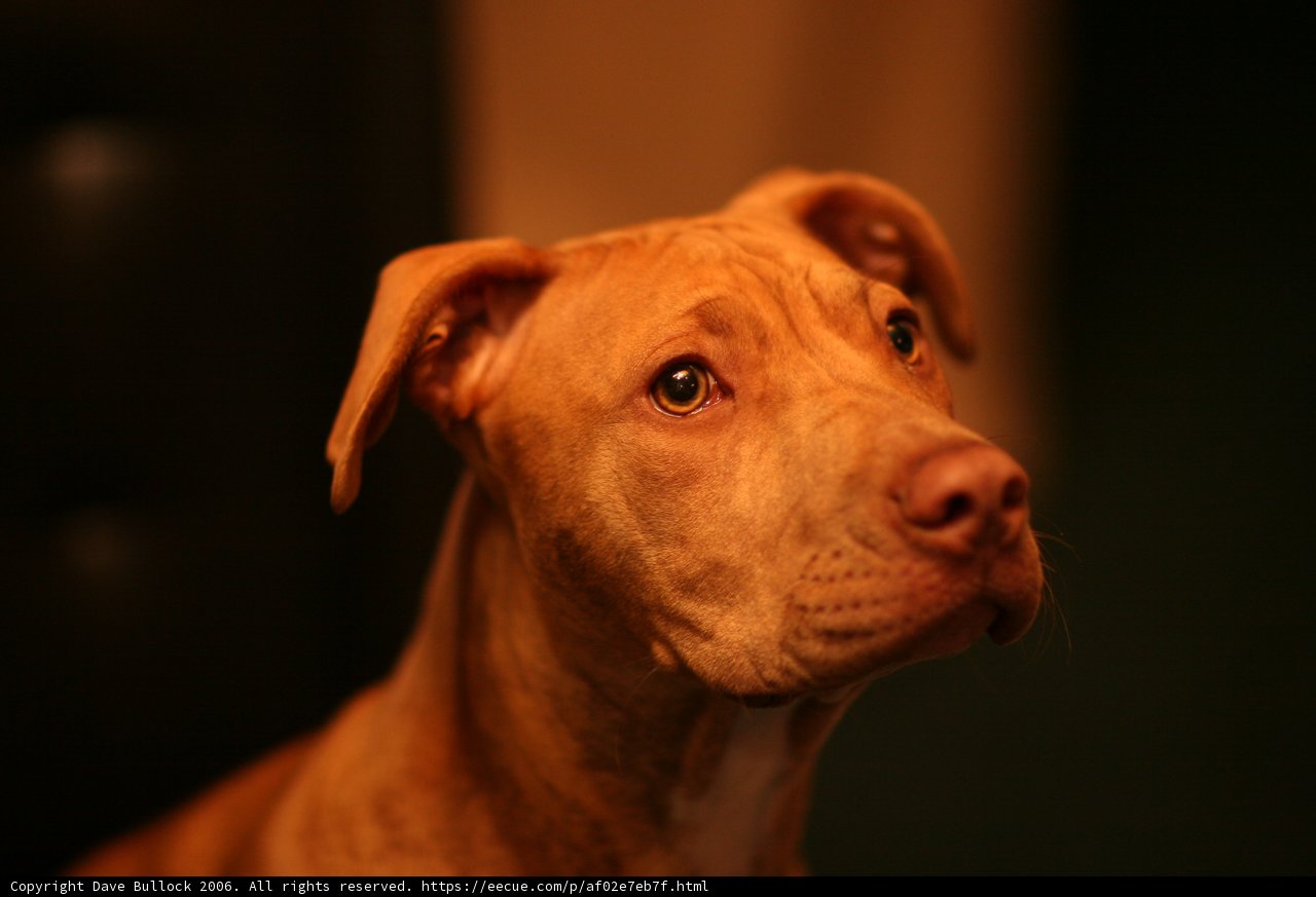Adorable Brown Canine