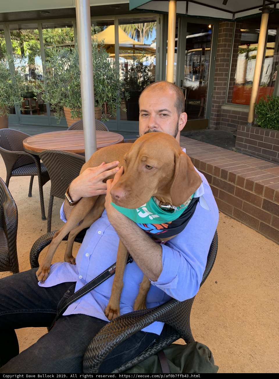 Man and his Vizsla Friend