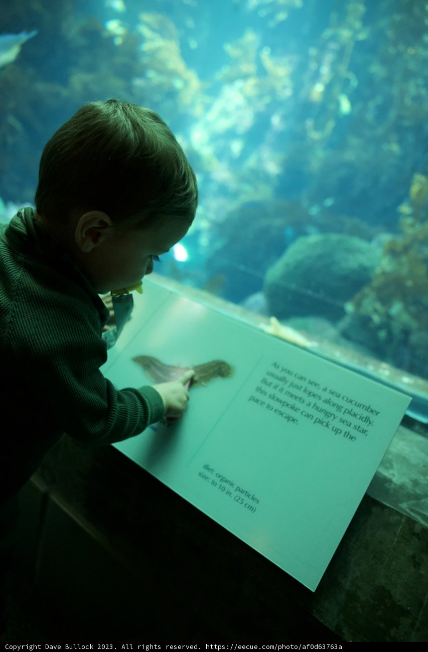 Wesley's Underwater Discovery at the Monterey Bay Aquarium, 2023