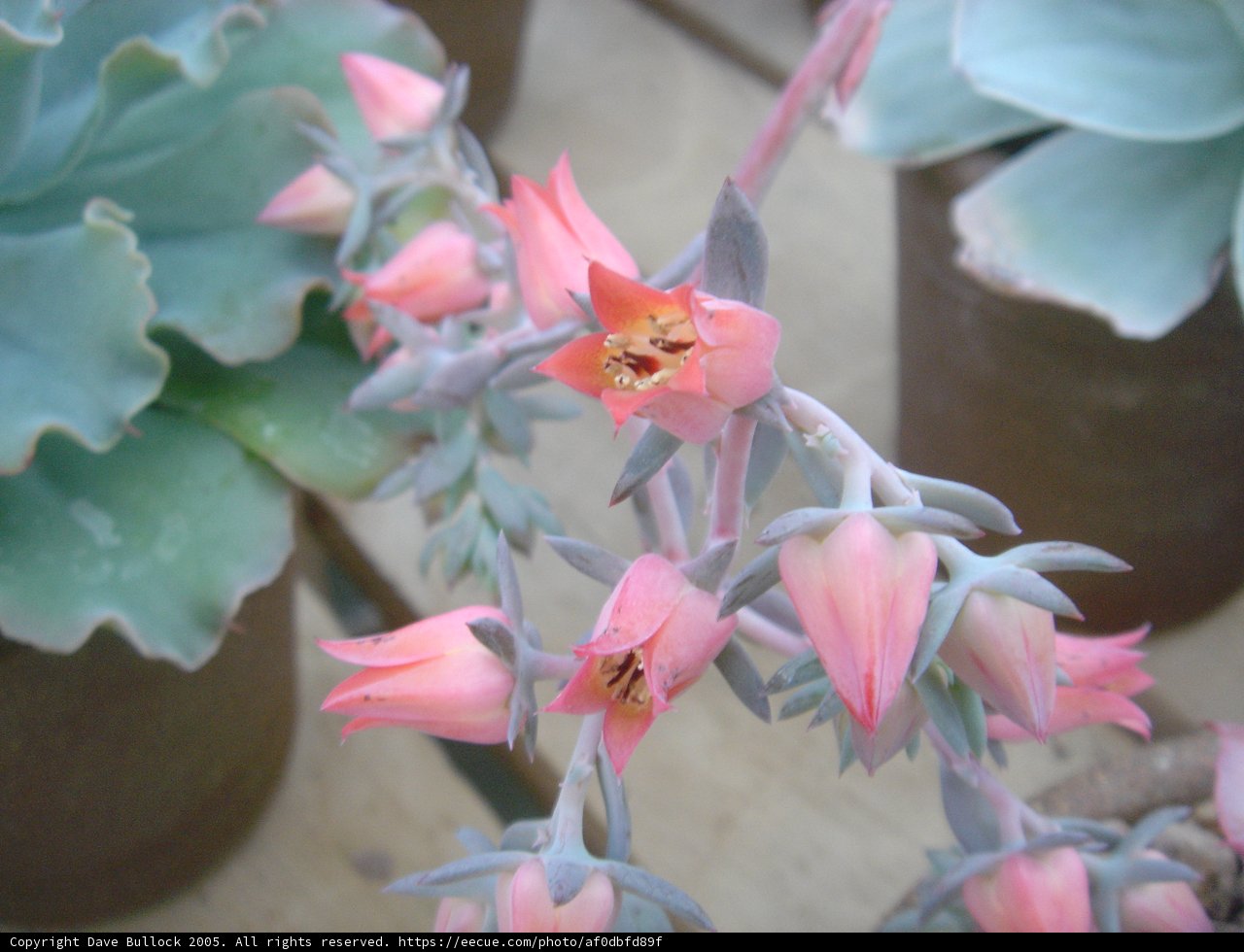 Pink Geranium Flower