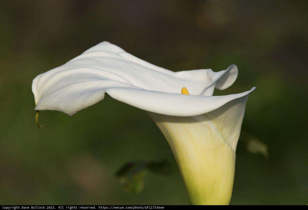 Elegance in Bloom: Fort Mason's White Calla Lily