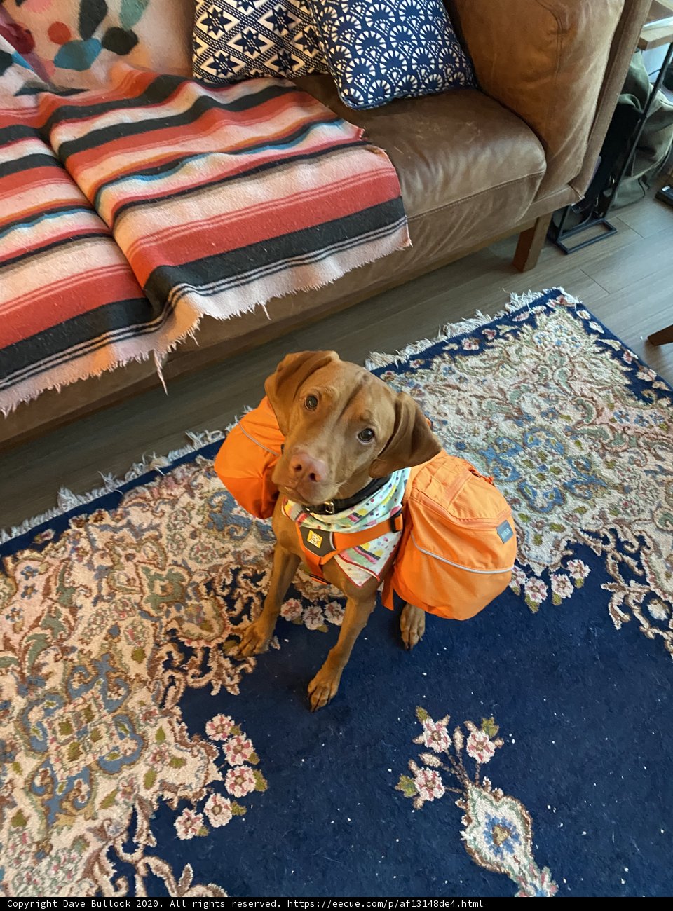 Canine Backpacking Adventure in the Living Room
