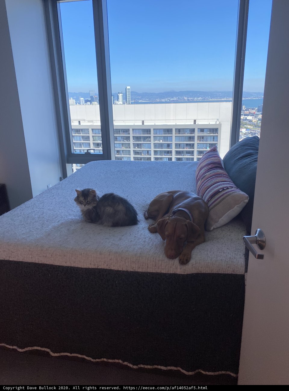 Furry Friends Taking a Nap