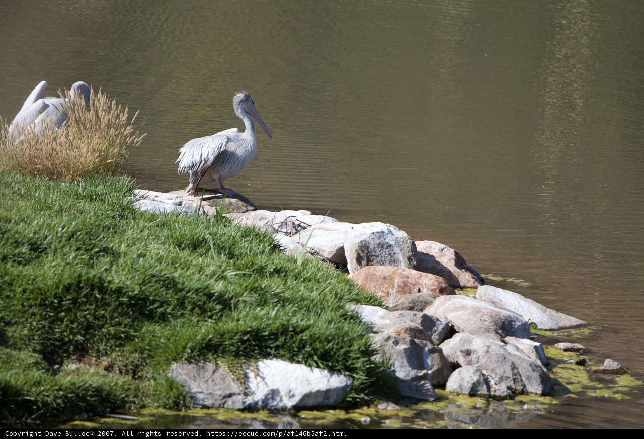 Pelicans Perched on Rock by Water's Edge