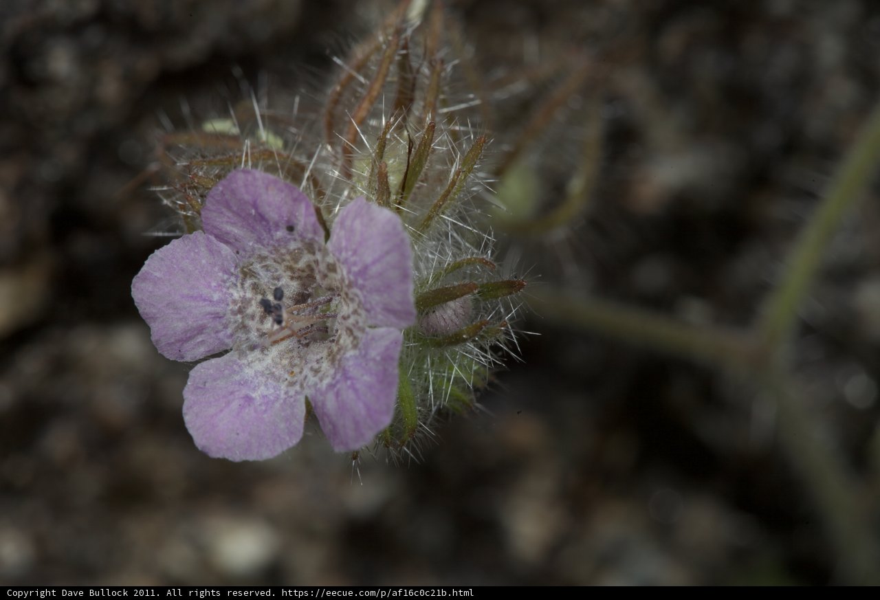 Vibrant Purple Geranium in Bloom