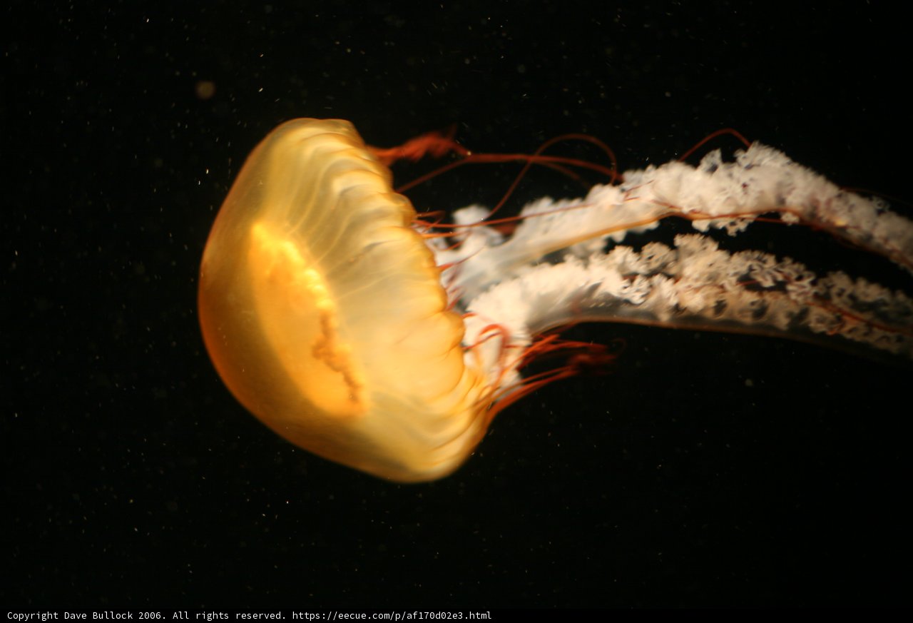 Illuminated Jellyfish in Enchanted Depths