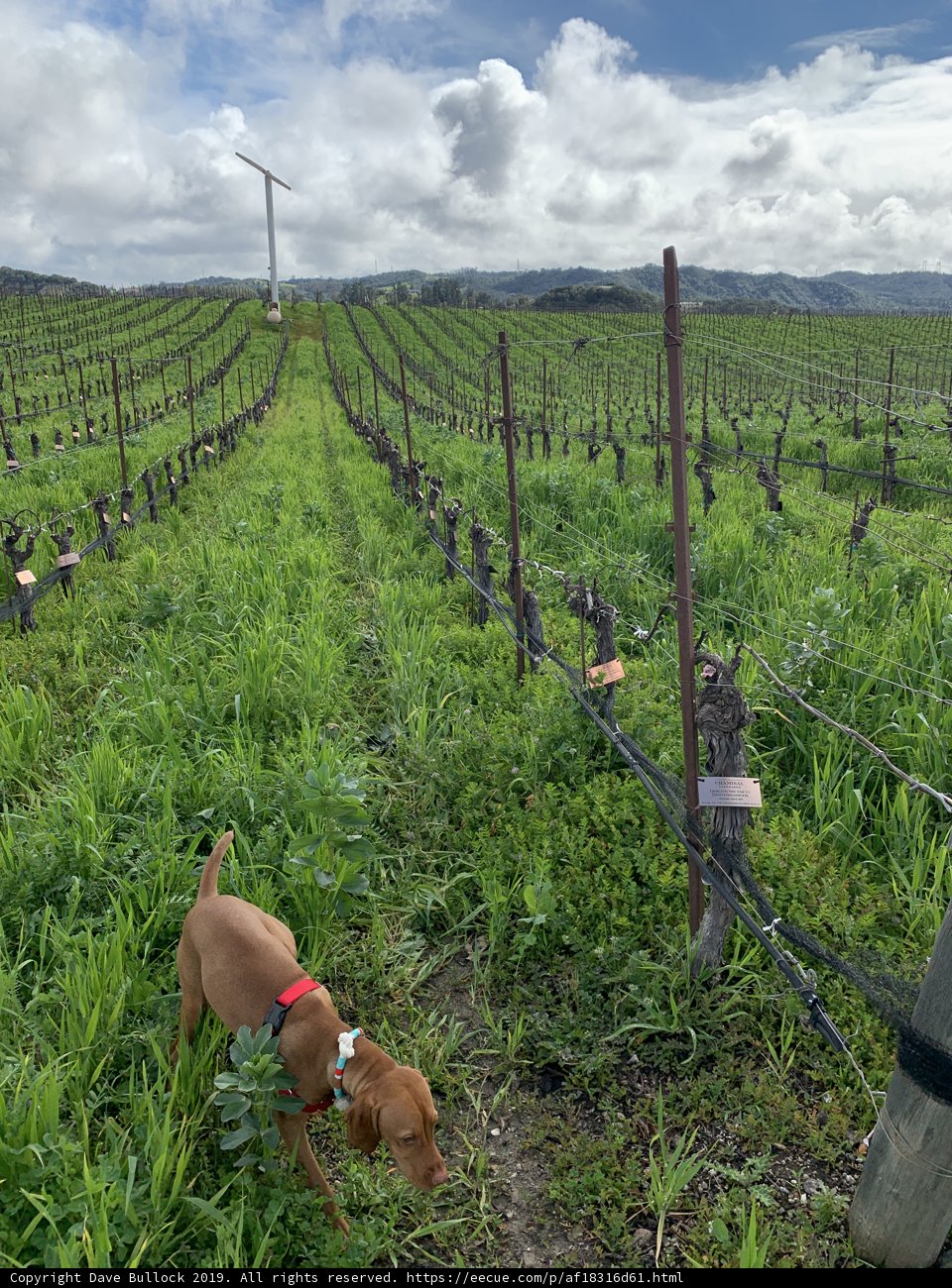 A Canine's Exploration of the Vineyard