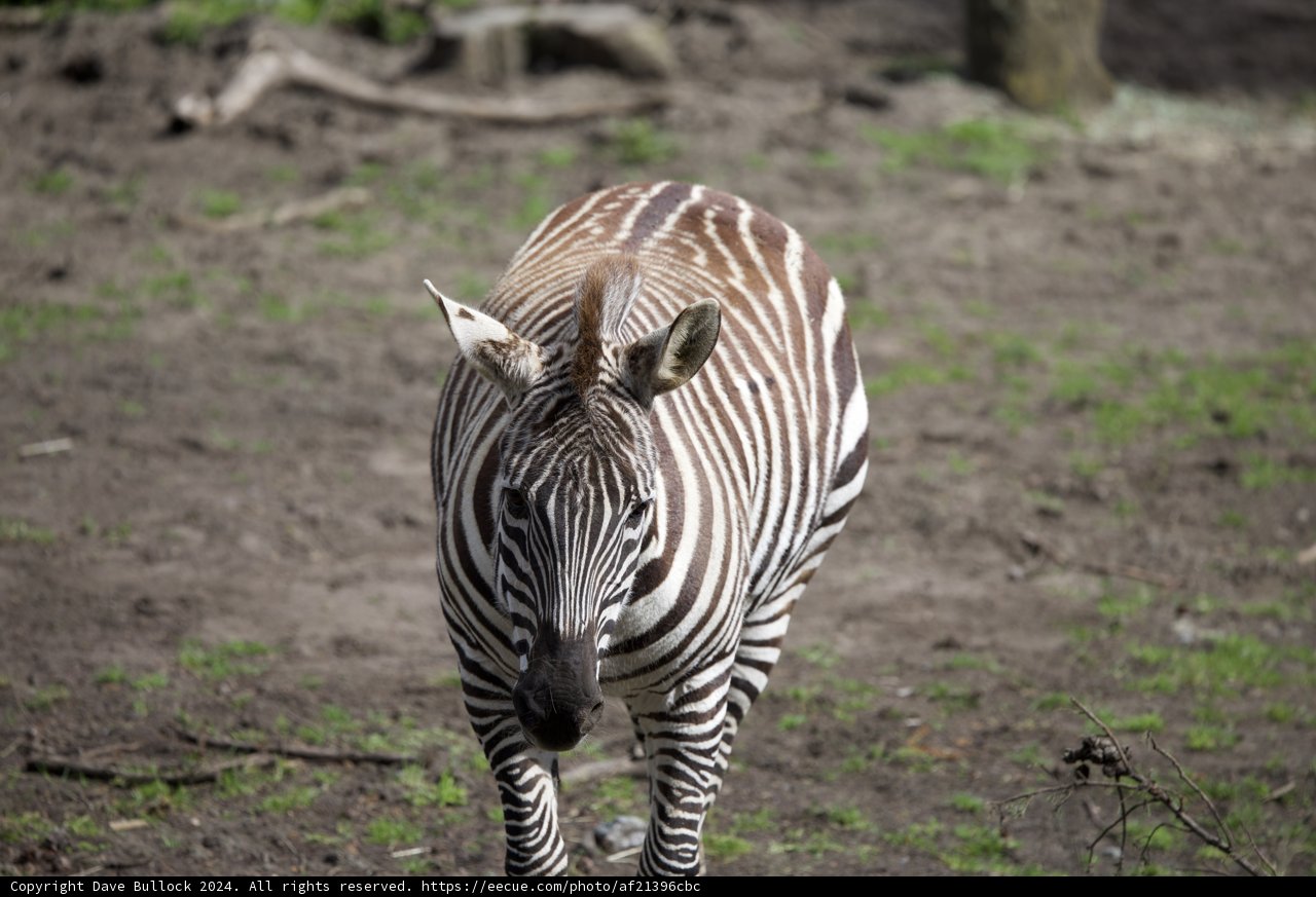 Solo Stride at SF Zoo.