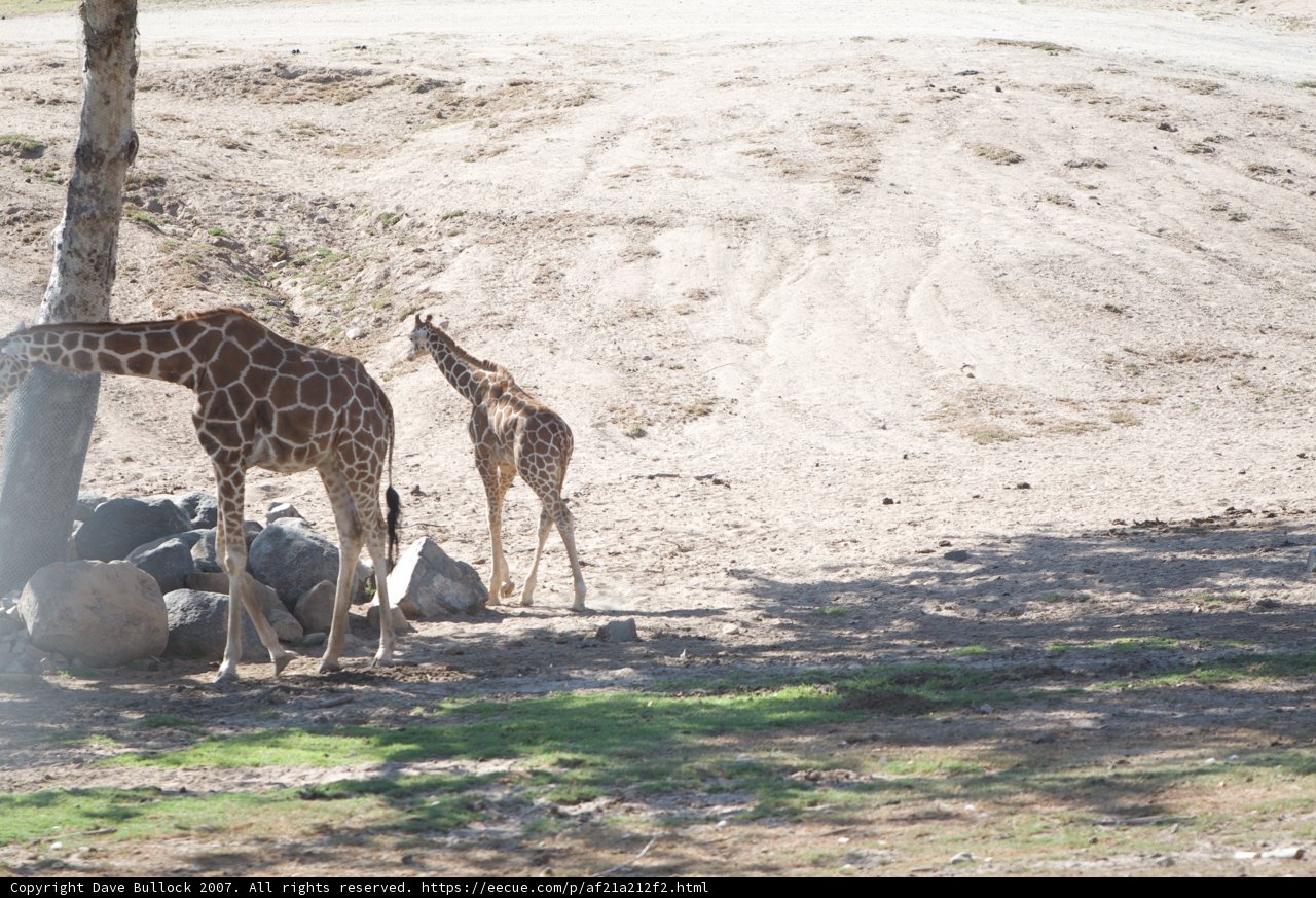 Majestic Giraffes in the Wild