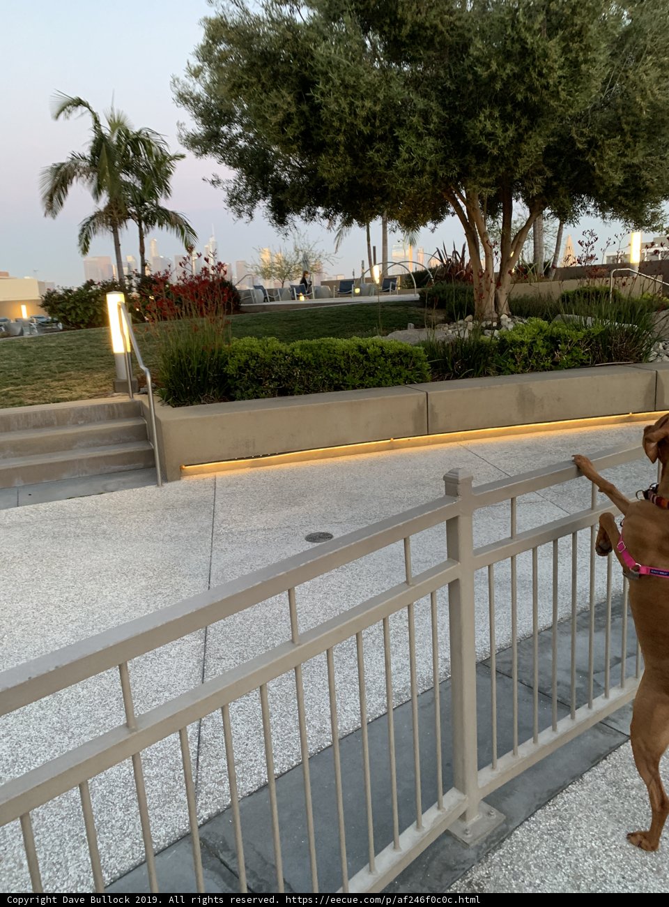 Fence Pup