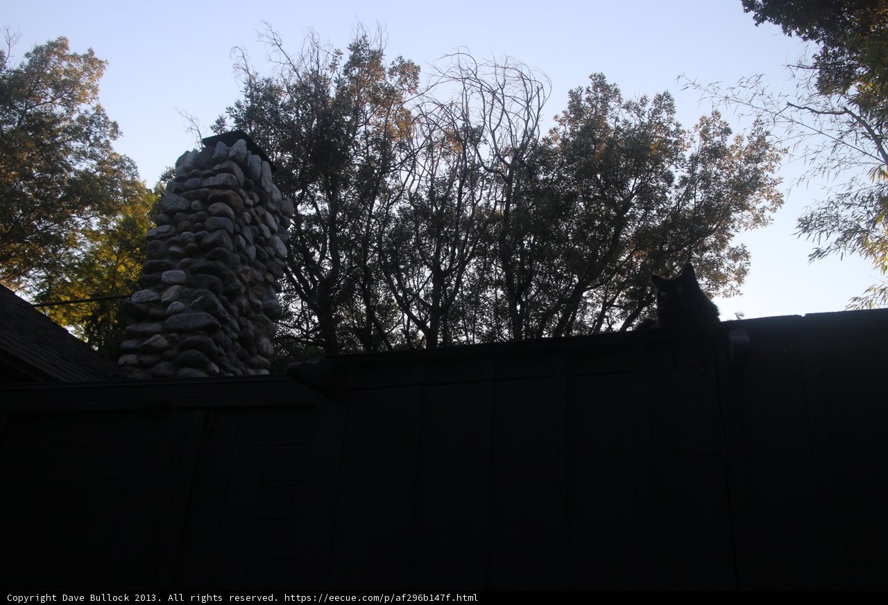 The Majestic Tree Against the Black Fence