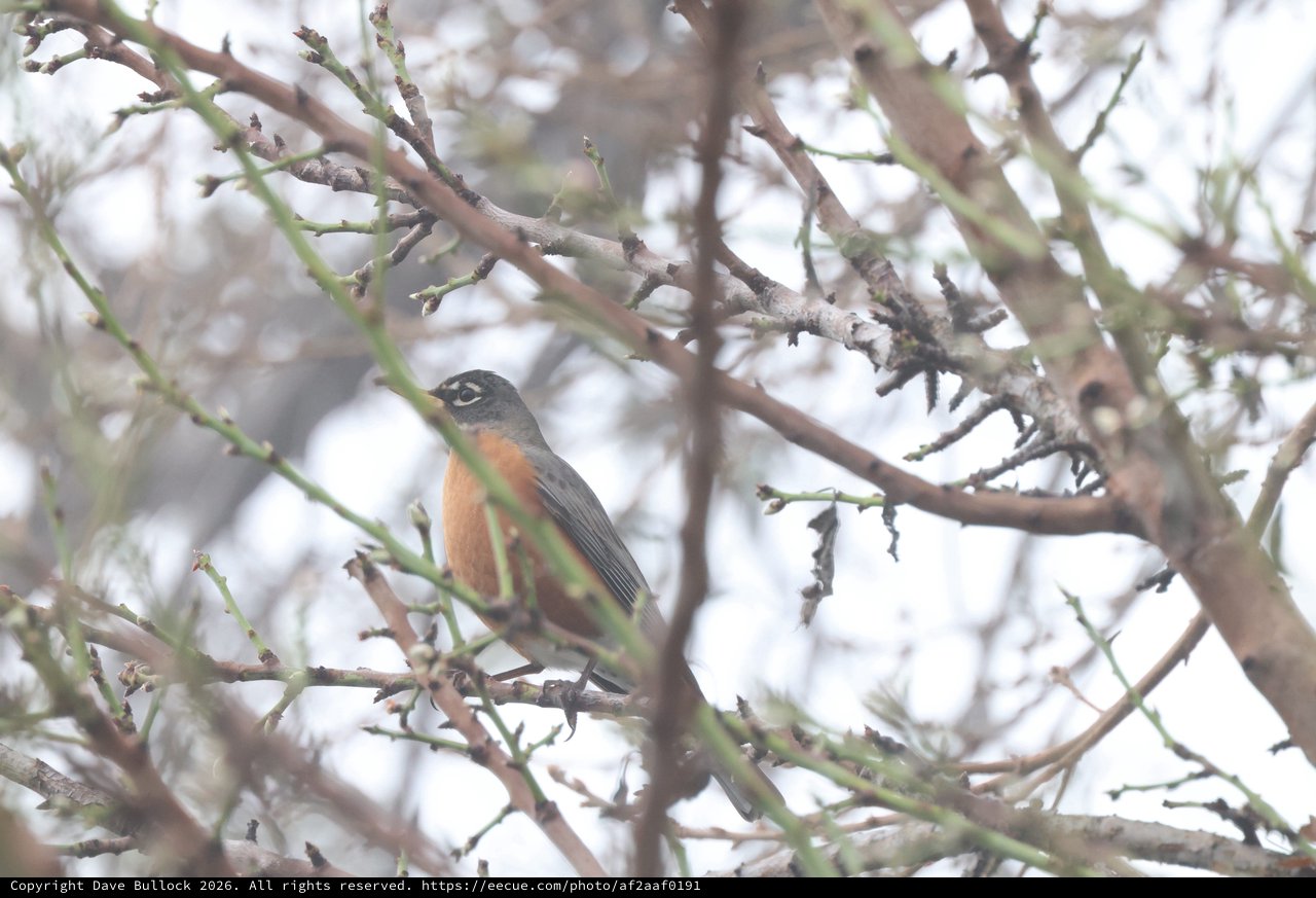 American Robin Perched in Early Spring Branches