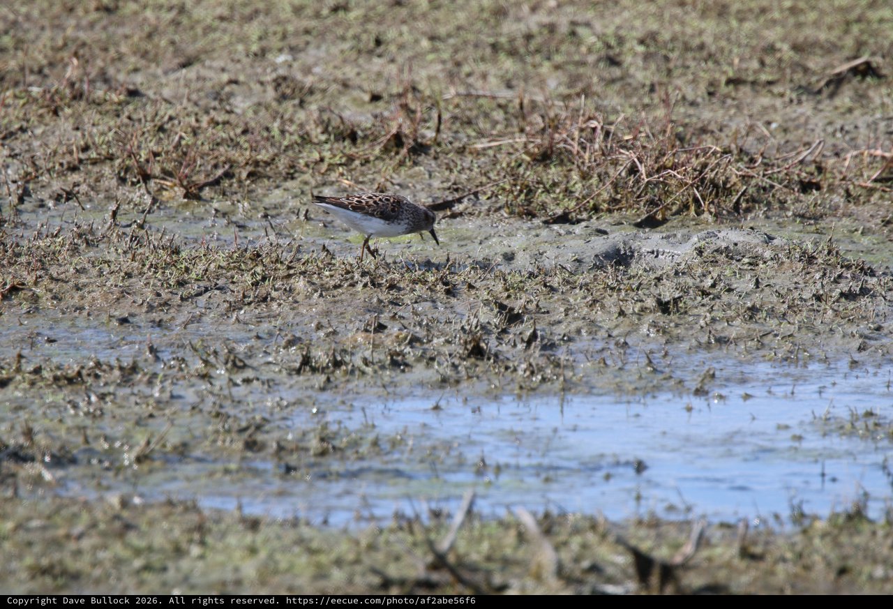 Least Sandpiper Foraging in Mudflat Habitat