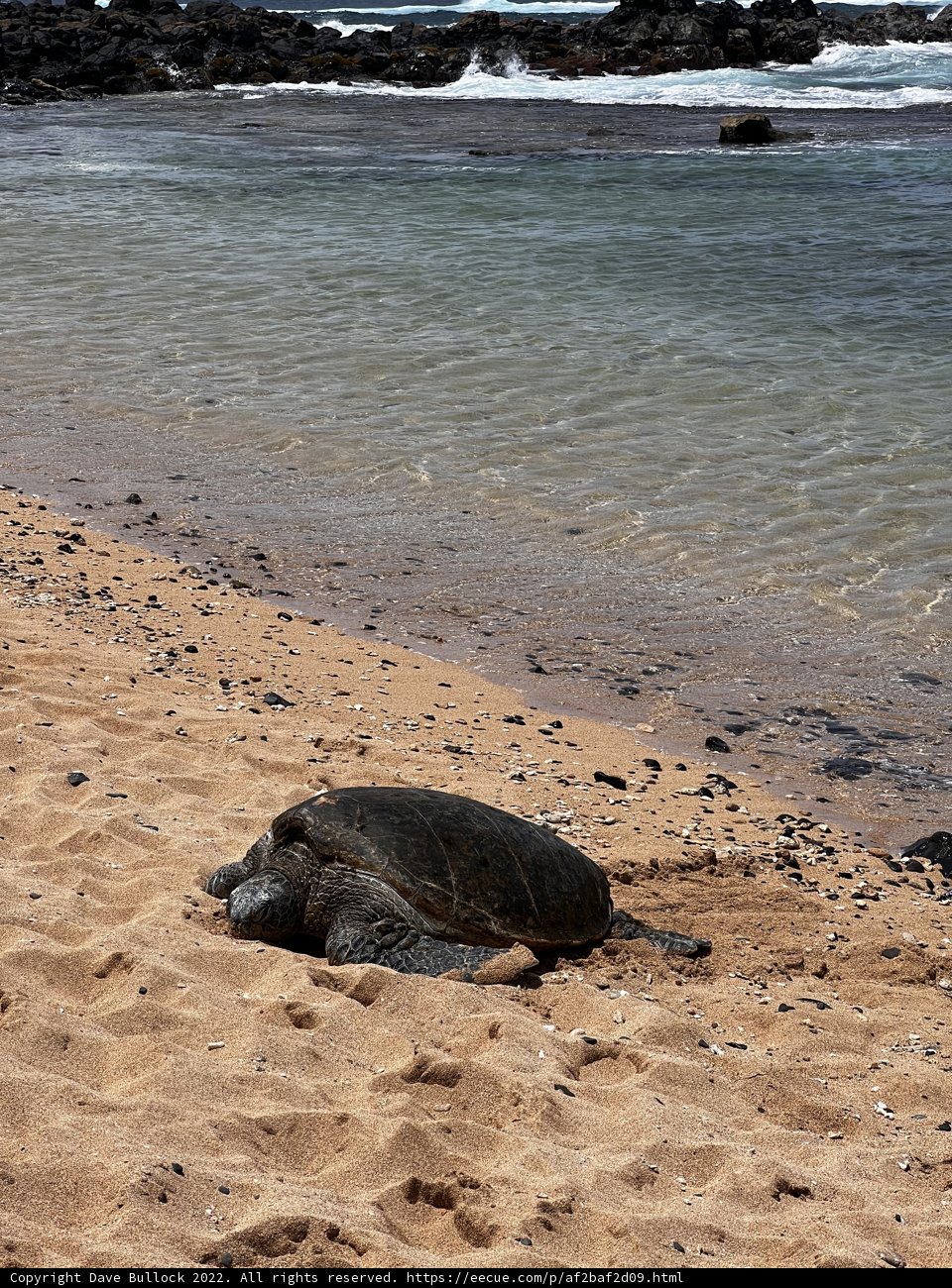Turtle Melancholy