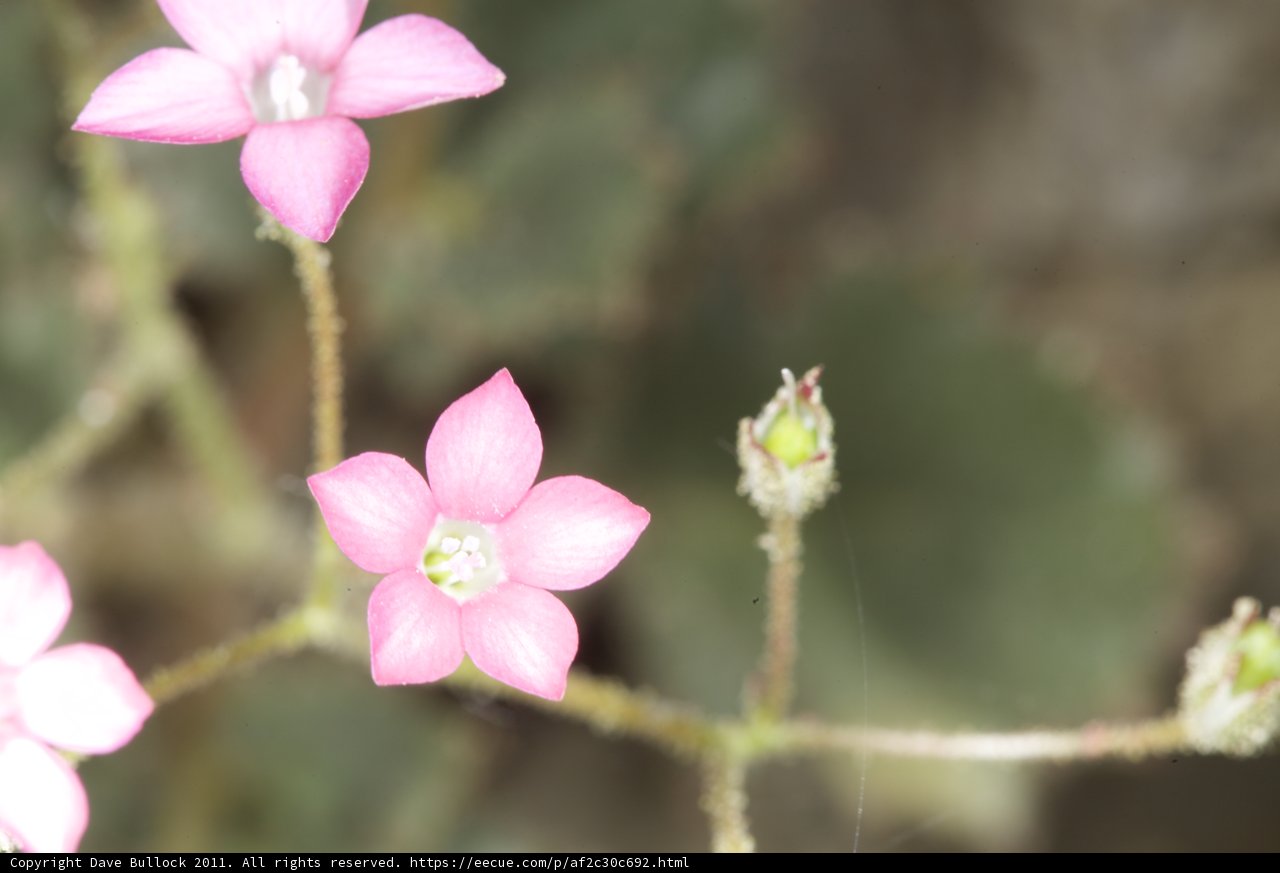 Blooming Geraniums