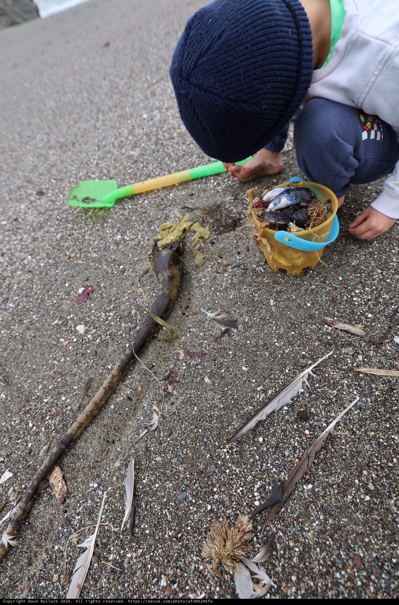 Young Explorer Collecting Beach Treasures at Low Tide
