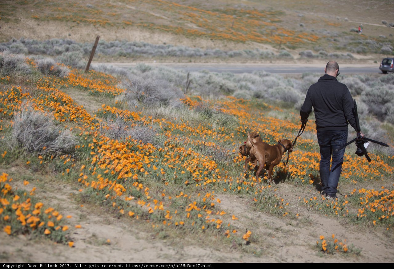 Poppies and Pups