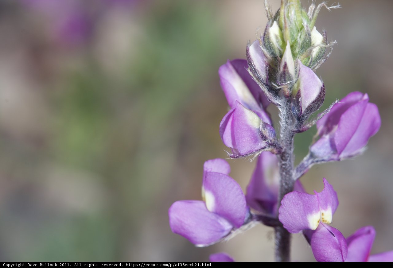 Purple Blossoms in Blur
