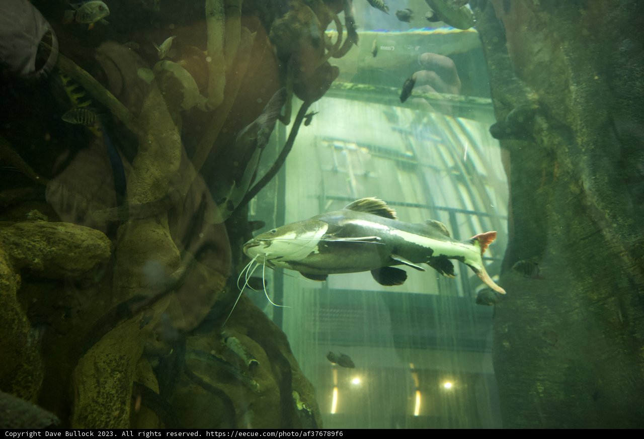 Serene Sturgeon Watch at the Academy of Sciences