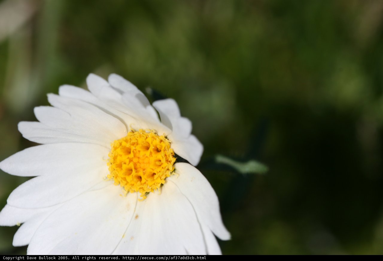 Serene Daisy in a Green Field