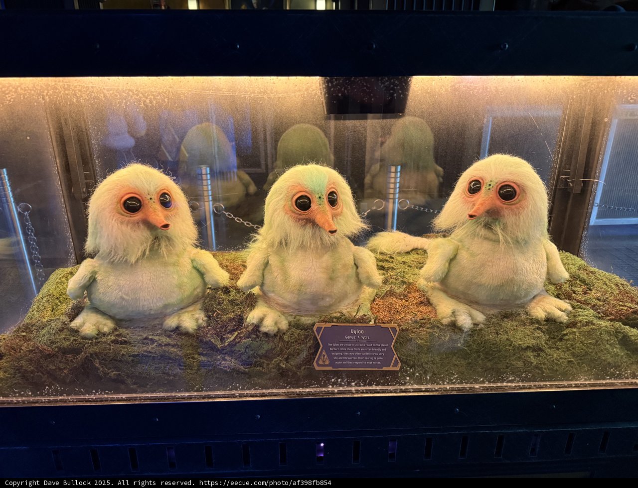 **Curious Creatures at Disney California Adventure**