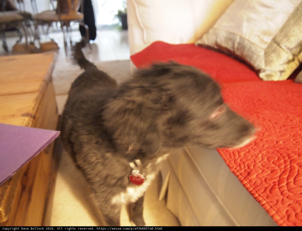 Dog Perched on Living Room Couch