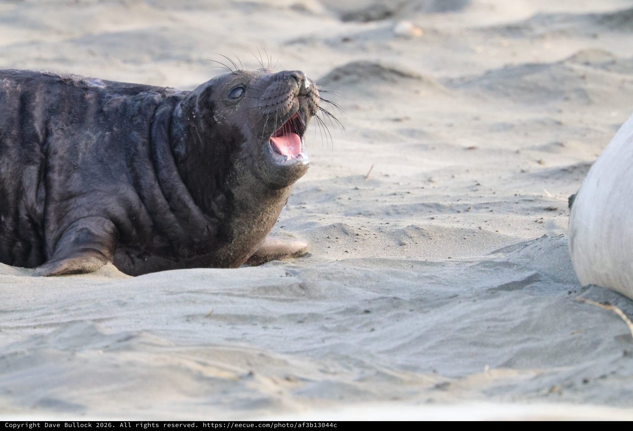 Young Elephant Seal Vocalizing on Drakes Beach
