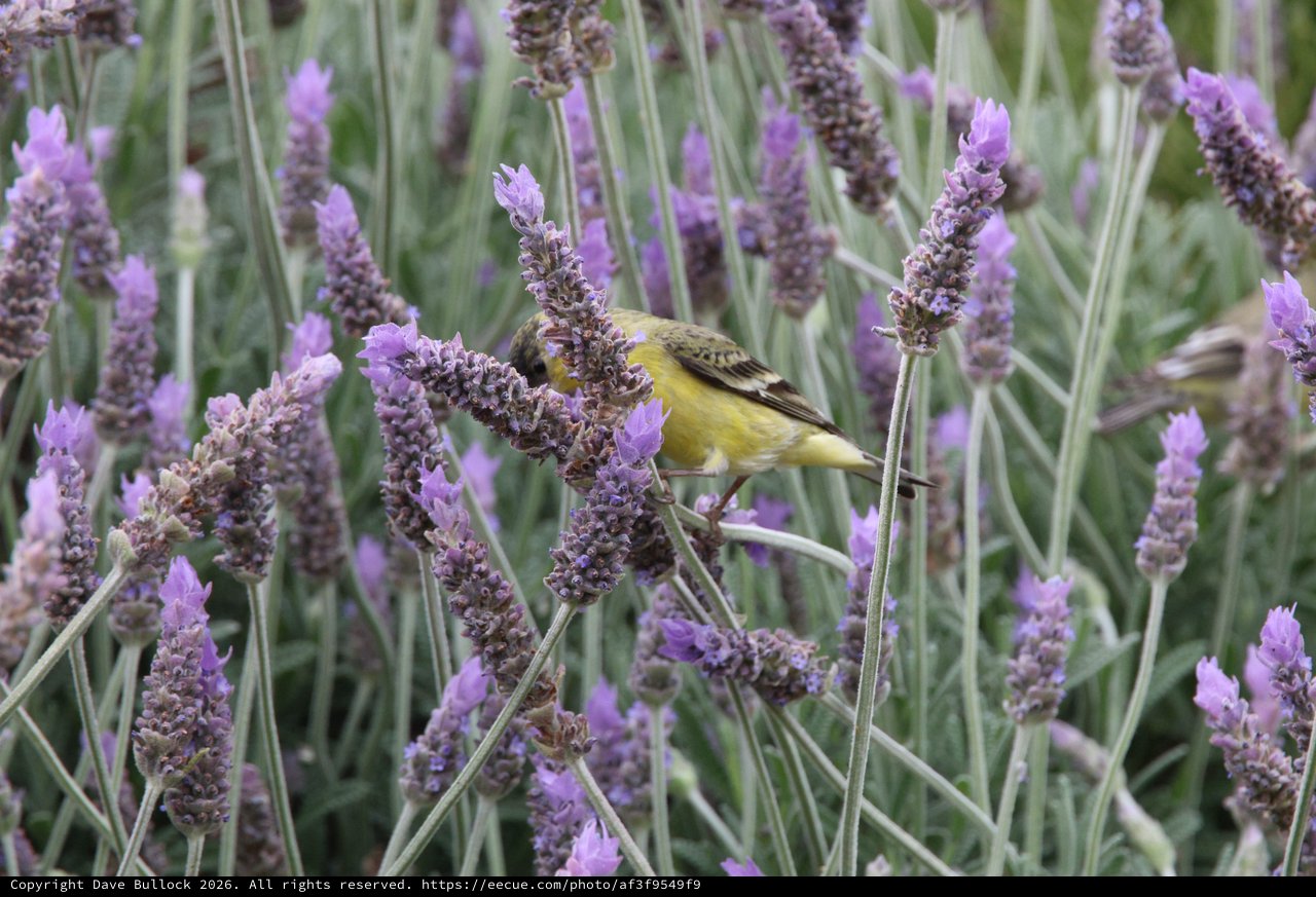 Yellow Finch Feeding Among Purple Lavender Blooms