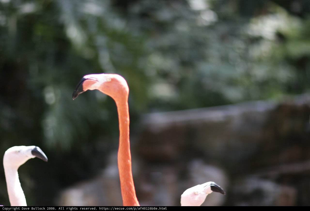 Flamboyance of Flamingos